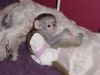 Capuchin monkey baby for sale (xxx) xxx-xxx5