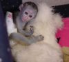 Capuchin monkey baby for sale (xxx) xxx-xxx4