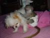 Capuchin monkey baby xxx) xxx-xxx4