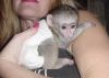 amazing capuchin monkey for sale