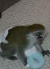 Well Trained Pair Marmoset Monkeys and Capuchin For Re homing