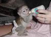 CHAPUCHINS Monkeys AVAILABLE FOR SALE