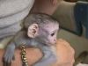 Gorgeous Baby Capuchin Monkey for rehoming .. Text (xxx) xxx-xxx1