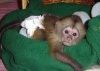 Health Capuchin monkey for adoption