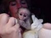 Adorable Potty Trained Capuchin