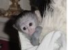 Awesome baby Capuchin Monkeys