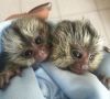 We have very Cute and Pretty Baby Capuchin,Marmoset