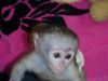 Adorable baby capuchin monkeys