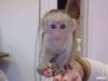 Sociable and train Capuchin monkey for sale