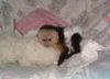 Beautiful Baby Capuchin Monkeys For Adoption Text (xxx) xxx-xxx1