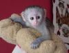 Sociable and train capuchine monkey for sale