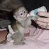 Two baby Capuchin Monkeys available