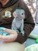 cute baby white face Capuchin babies for adoption