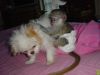 Capuchin Monkeys seeking new homes