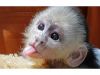 Adorable USDA registered female 4 months old Capuchin