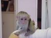 Nice and Gentle Capuchin Monkeys