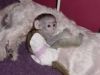 Home trained Baby capuchin monkeys to give them out for adoption .