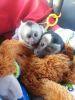 cute pair of Capuchin monkeys available