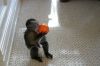 Well Trained Capuchin monkeys Available For sale . (xxx) xxx-xxx2