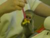 .Well Trained Capuchin monkeys Available For sale . (xxx) xxx-xxx2