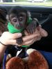 well Tamed Capuchin monkeys For free Adoption (xxx) xxx-xxx0