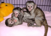 8week capuchin monkeys