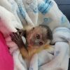 USDA CERTIFIED CAPUCHIN MONKEYS FOR RE-HOMING