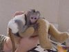 Capuchin monkey loves the company (xxx) xxx-xxx4