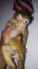 capuchin monkey to go to a new home