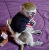 Loving Capuchin Monkey