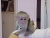 Cute Male And Female Baby capunchin Monkeys (xxx) xxx-xxx2
