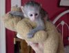 Cute Babies Capuchin Monkey (xxx) xxx-xxx2
