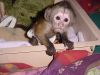 Capuchin Monkey For Re-homing