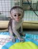 Home raised Capuchin Monkeys Text for pics and Info xxx-xxx-xxxx