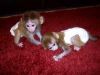 Cute and Adorable Capuchin monkeys to all pets lovers