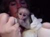 Adorable lovely baby Capuchin baby