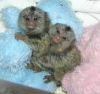 cute marmoset monkeys