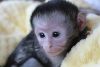 Gorgeous Capuchin Monkeys