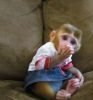 get this baby rhesus macaque monkey for your home it free cost