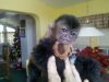 end your search here with my capuchin baby monkey
