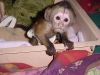 baby Marmoset and Capuchin Monkey