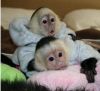 Male and Female capuchin monkeys available. text (xxx) xxx-xxx8