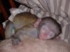 Adorable Capuchin Monkeys Available.(xxx) xxx-xxx8