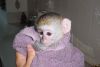 Female White Faced Capuchin Monkeys