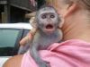 Tame Capuchin Monkey for Sale
