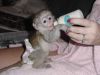 Smart and lovely Capuchin baby monkeys for sale