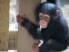 Baby Chimpazees for sale xxx-xxx-xxxx