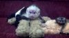 Adorable Marmoset Monkeys/Capuchin Monkeys