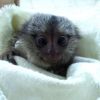free capuchins monkeys available