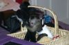 lovely baby Capuchin male and female for adoption contact:(xxx)xxx,xxx